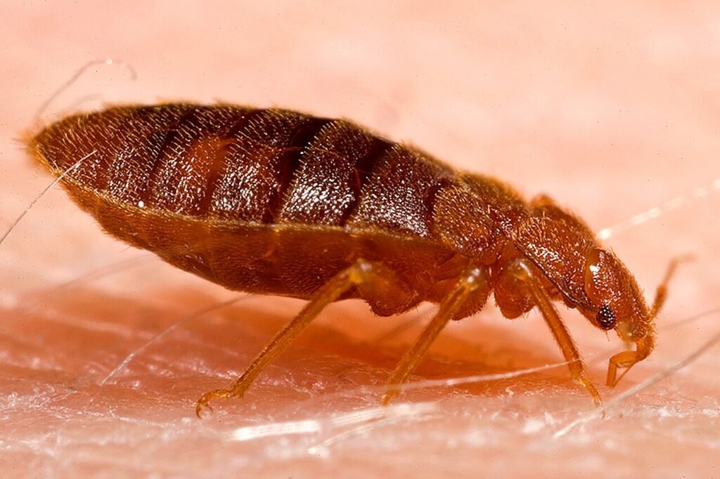 Punaise de lit adulte (Cimex lectularius) vue de profil