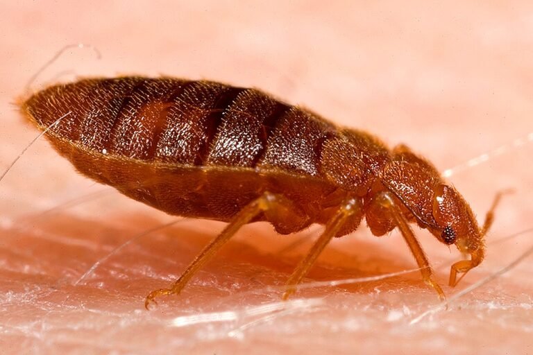 Punaise de lit adulte (Cimex lectularius) en train de se nourrir