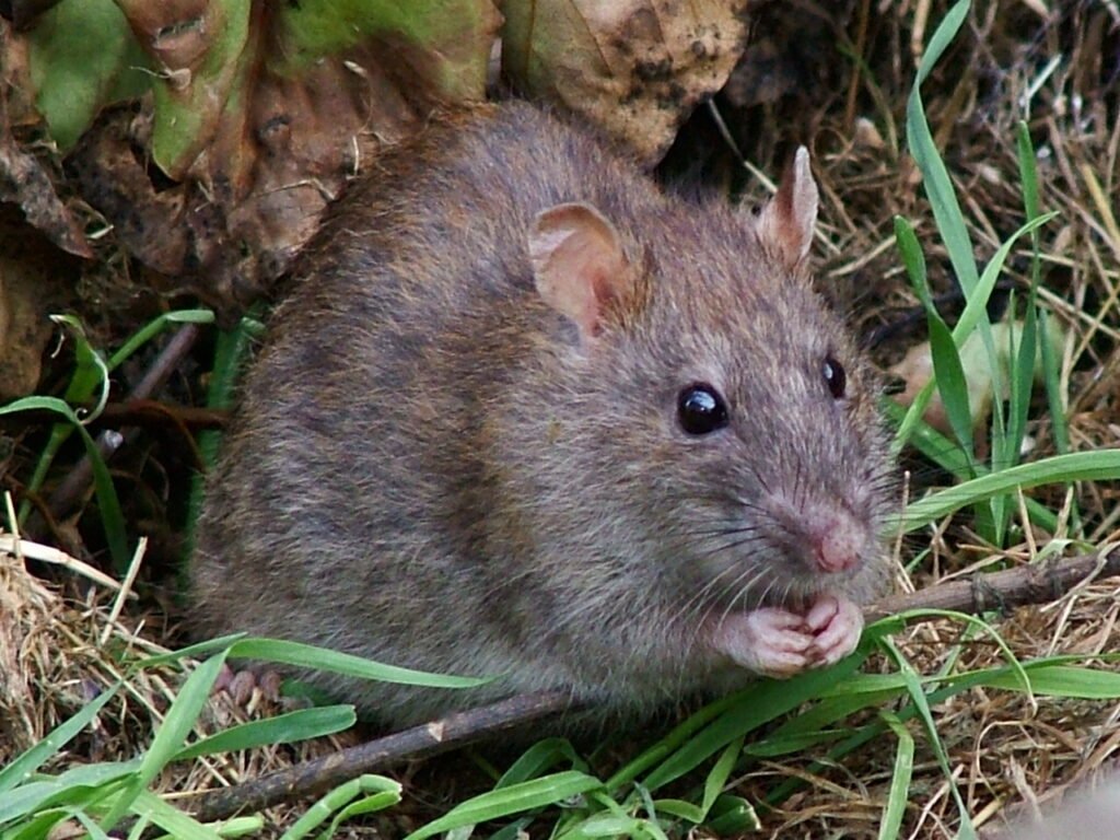 Rat surmulot (Rattus norvegicus) : dératisation en Alsace