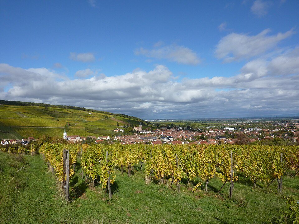 Vignoble et ville de Barr, au pied des Vosges